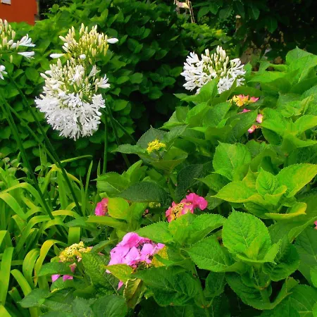 La Chimenea Cantabra Orena